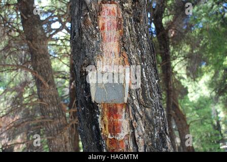 Sammeln Harz aus einer Tanne an Agii Anargiroi auf der griechischen Insel Alonissos. Das Harz wird verwendet, um Retsina Wein zu würzen. Stockfoto
