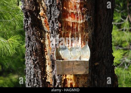 Sammeln Harz aus einer Tanne an Agii Anargiroi auf der griechischen Insel Alonissos. Das Harz wird verwendet, um Retsina Wein zu würzen. Stockfoto
