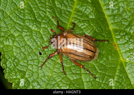 Junikäfer, Gerippter Brachkäfer, Sonnenwendkäfer, Amphimallon Solstitiale, Sommer Chafer, Europäische Juni Käfer Stockfoto