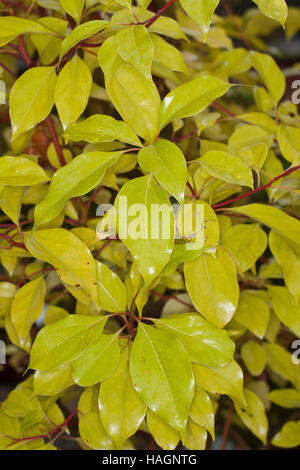 Kampferbaum, Kampfer-Baum, Kampferlorbeer, Kampfer-Lorbeer, Kampfer, Campher, Cinnamomum Camphora, Kampfer Camphora, Camphora Officinarum, Kampfer Tre Stockfoto