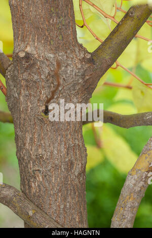 Kampferbaum, Kampfer-Baum, Kampferlorbeer, Kampfer-Lorbeer, Kampfer, Campher, Stamm, Rinde, Borke, Cinnamomum Camphora, Kampfer Camphora Camphora aus Stockfoto