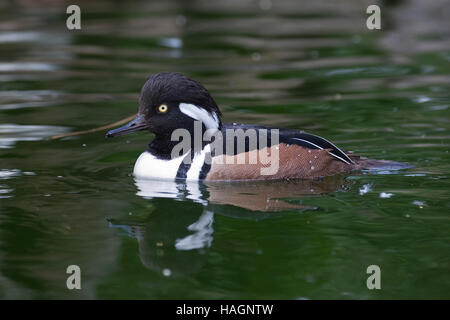 Kappensäger, Kappen-Säger, Männchen, Erpel, Mergus Cucullatus, Lophodytes Cucullatus, Kapuzen-Prototyp Stockfoto