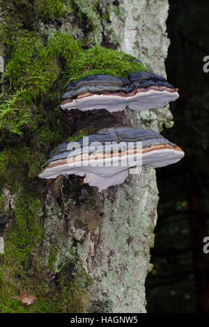 Echter Zunderschwamm, Fomes fomentarius, Zunder Pilz, Falscher Zunder Pilz, Hufpilz, Zunder Conk, Zunder Polypore, Ice man Pilz Stockfoto