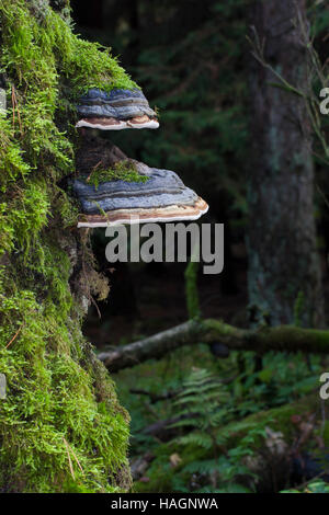 Echter Zunderschwamm, Fomes fomentarius, Zunder Pilz, Falscher Zunder Pilz, Hufpilz, Zunder Conk, Zunder Polypore, Ice man Pilz Stockfoto