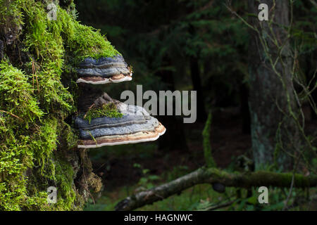 Echter Zunderschwamm, Fomes fomentarius, Zunder Pilz, Falscher Zunder Pilz, Hufpilz, Zunder Conk, Zunder Polypore, Ice man Pilz Stockfoto