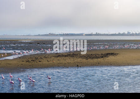 Gruppe von rosa Flamingos auf dem Meer in Walvis Bay, der atlantischen Küste von Namibia, Afrika. Hafen Sie im Hintergrund. Stockfoto