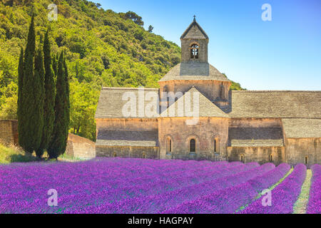 Abtei von Senanque und blühenden Zeilen Lavendel Blumen. Gordes, Luberon, Vaucluse, Provence, Frankreich, Europa. Stockfoto