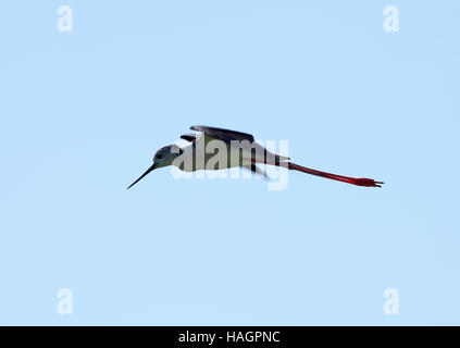 Himantopus Himantopus - gemeinsame oder schwarz geflügelte Stelzenläufer auf der Flucht, Ebro-delta Stockfoto