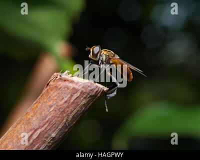 Fliege (Trichopoda Pennipes) als eine biologische Schädlingsbekämpfungsmittel verwendet für diese landwirtschaftliche Schädlinge Stockfoto