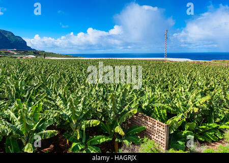 Bananenplantage auf Teneriffa Stockfoto