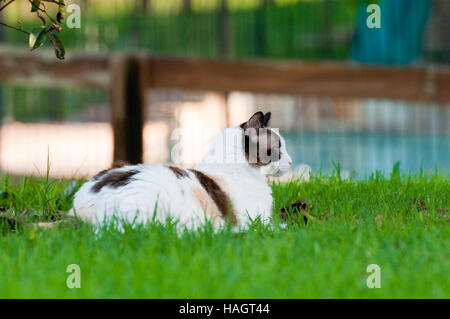 Nahaufnahme von wunderschönen Kitty Verlegung im Freien auf dem grünen Rasen sah seitlich mit Holz-Zaun im Hintergrund. Stockfoto