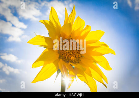 Leuchtend gelbe Sonnenblumen vor blauem Himmel Stockfoto