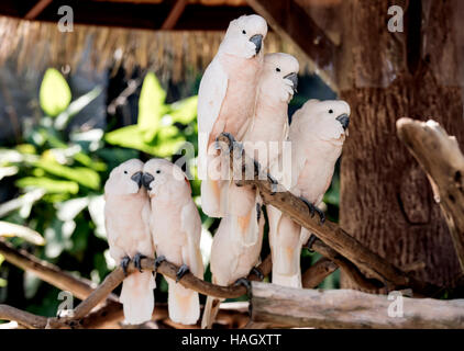 Niedliche Lachs-crested Cockatoo auf Ast Stockfoto