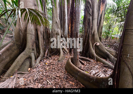 Riesigen Banyan-Baum (Ficus Macrophylla Columnaris), endemisch auf der Lord-Howe-Insel, New-South.Wales, NSW, Australien Stockfoto