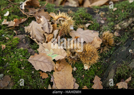 Gefallenen Kastanien und verschiedene Laub auf dem Boden im Herbst Stockfoto