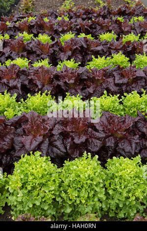 Hintergrund oder Textur der rote und grüne Salate (Lactuca Sativa) wächst in den Zeilen in den Boden Stockfoto