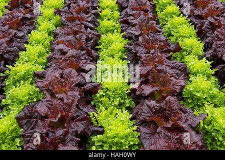 Hintergrund oder Textur der rote und grüne Salate (Lactuca Sativa) wächst in den Zeilen in den Boden Stockfoto