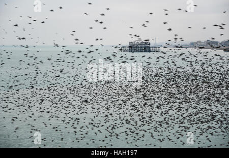 Atemberaubende Spektakel der Stare Vögel Murmuration fliegen über Meer im Winter Stockfoto