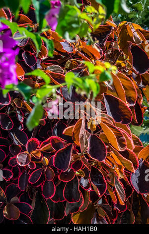 Bunte Blumen blühen im Frühling auf Gran Canaria Stockfoto