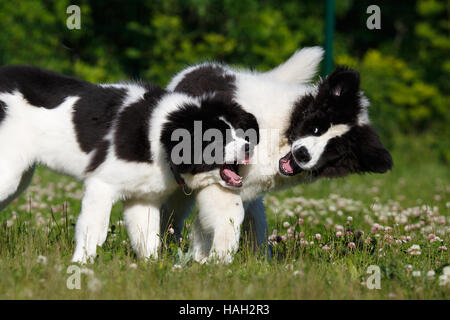 Landseer Hunde spielen Stockfoto