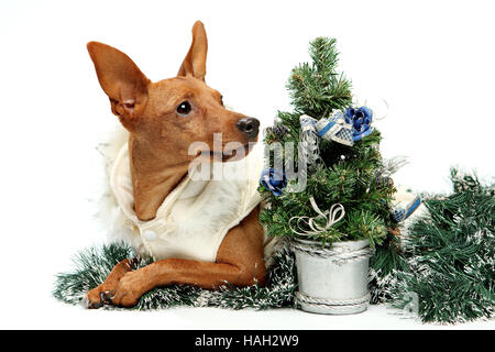 Brown-Zwergpinscher liegend vor weißem Hintergrund Stockfoto