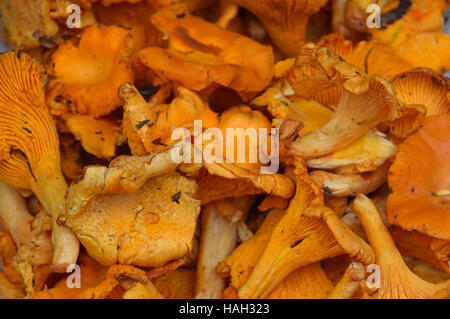 Frische gelbe Wald Girolle oder Pfifferlinge essbare Pilze (Cantarellus Cibarius) am Markt Einzelhandel, Nahaufnahme, hoher Winkel Stockfoto