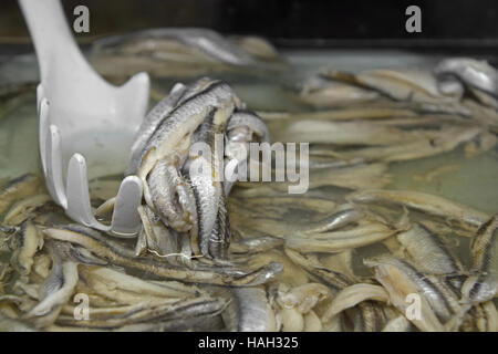 Marinierte eingelegte spanische Sardellen Fischfilets in Salzlake mit Schaufel im Ladengeschäft Markt, Nahaufnahme, hoher Winkel Stockfoto