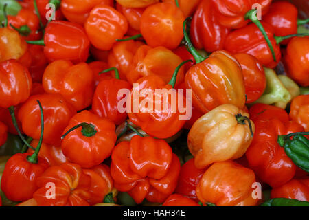 Sweet hot Chili Habanero (Aji Dulce) orange Paprika auf Bauern-Markt Einzelhandel, Nahaufnahme, erhöhten hohen Winkel Stockfoto