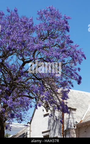 Blau lila Blüten auf einem Jacaranda-Baum gegen ein weißes Gebäude, Stellenbosch, Südafrika Stockfoto