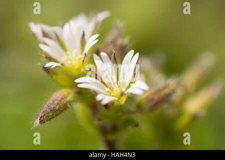 Eine Nahaufnahme der Maus – Ohr Vogelmiere (Cerastium Fontanum) Blumen. Stockfoto