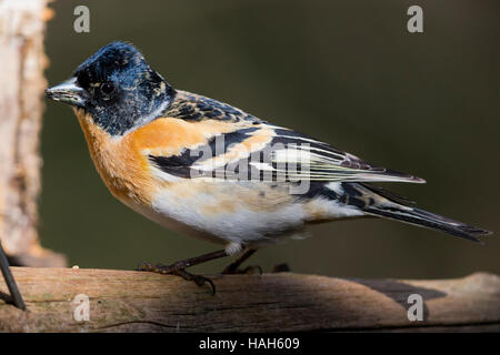 Bergfink (Fringilla Montifringilla), Männchen am Futterhäuschen Stockfoto