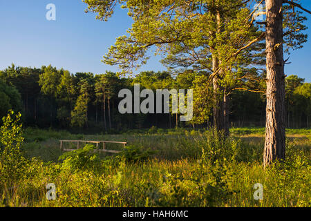 Sonnenaufgang in der englischen Landschaft Stockfoto