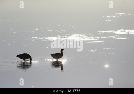 Ringelgänse füttern, da ein Birdwatch Irland Team unter der Leitung verpflichten sich ein Projekt, Watvögel, einschließlich überwinternden Austernfischer und Brachvogel, in die Bucht von Dublin aus Bull Island zu fangen. Stockfoto