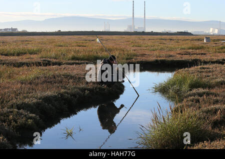 Mitglied einer Birdwatch Ireland führte die Mannschaft im Rahmen eines Projekts, Watvögel, einschließlich überwinternden Austernfischer und Brachvogel, in die Bucht von Dublin aus Bull Island zu fangen. Stockfoto