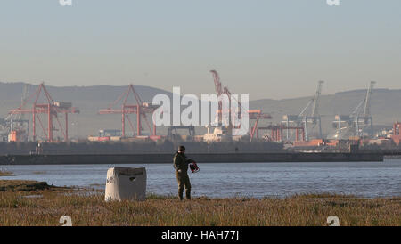 Mitglied einer Birdwatch Ireland führte die Mannschaft im Rahmen eines Projekts, Watvögel, einschließlich überwinternden Austernfischer und Brachvogel, in die Bucht von Dublin aus Bull Island zu fangen. Stockfoto