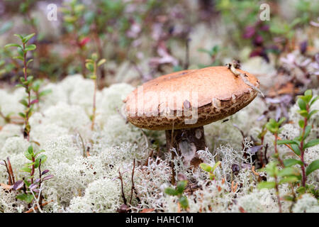 Pilz wächst in den nördlichen Wäldern mit Moos Stockfoto