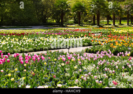 Tulpen wachsen in einem Garten auf einem Hintergrund von Bäumen. Stockfoto