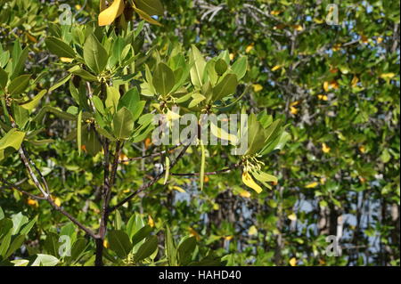 Rhizophora Mucronata, Loop-Wurzel Mangrove, rote Mangrove oder asiatischen Mangroven. Seychellen, Insel Curieuse, Indischer Ozean Stockfoto