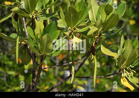 Rhizophora Mucronata mit Brutkörper. Loop-Wurzel Mangrove, rote Mangrove. Seychellen, Insel Curieuse, Indischer Ozean Stockfoto