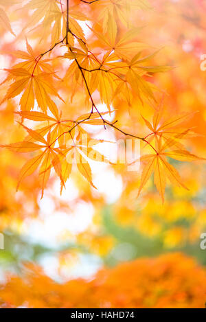 Japanischer Ahorn Baum Herbstlaub Stockfoto