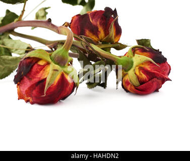 Drei getrocknete Rosen über dem weißen Hintergrund isoliert Stockfoto