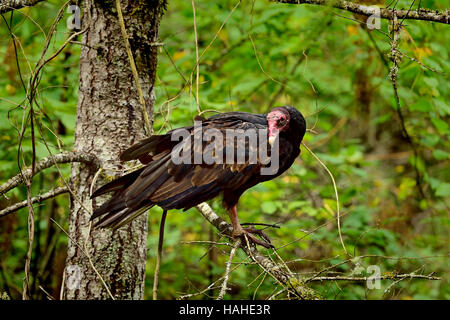 Einem dunklen Türkei Geier (Cathartes Aura) thront auf einem Baum Stockfoto