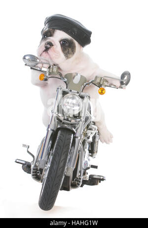 Hund mit dem Motorrad auf weißem Hintergrund Stockfoto