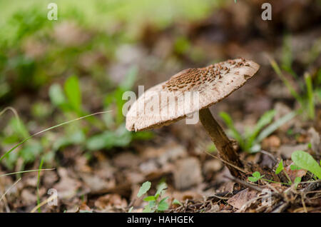 Riesenschirmling Parasol Pilz, Macrolepiota Procera oder Lepiota Procera, Andalusien, Spanien. Stockfoto