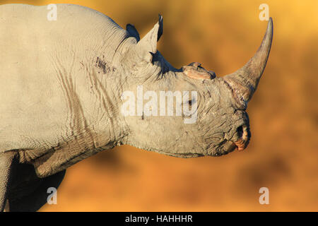 Spitzmaul-Nashorn Stier - afrikanische Tierwelt-Hintergrund - seltene und gefährdete Arten in freier Wildbahn Stockfoto