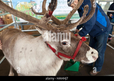 IKEA Einrichtungshaus, Belfast, UK. 26. November 2016. Ein Rentier von Phils Farm, Newry, Co. unten außen IKEA Stockfoto