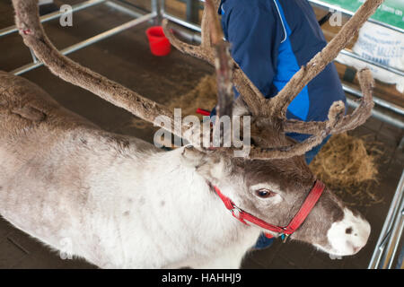 IKEA Einrichtungshaus, Belfast, UK. 26. November 2016. Ein Rentier von Phils Farm, Newry, Co. unten außen IKEA Stockfoto