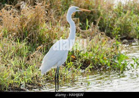 Großer Reiher am Gewässerrand stehen. Stockfoto