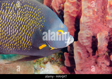 Franzosen-Kaiserfisch vor Korallenriff. Stockfoto
