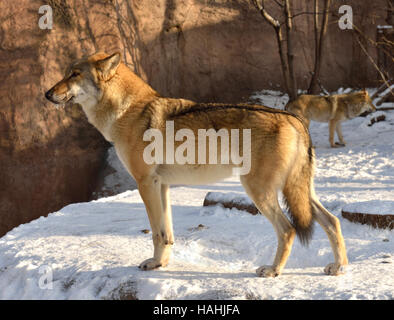 Wolf im winter Stockfoto